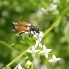 Kleiner Halsbock (Pseudovadonia livida) auf Labkraut - gleich hebt er ab