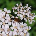 Kleiner Halsbock (Pseudovadonia livida) auf Schafgarbe