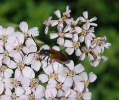 Kleiner Halsbock (Pseudovadonia livida) auf Schafgarbe