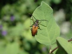 Kleiner Halsbock (Pseudovadonia livida) auf Schneebeere