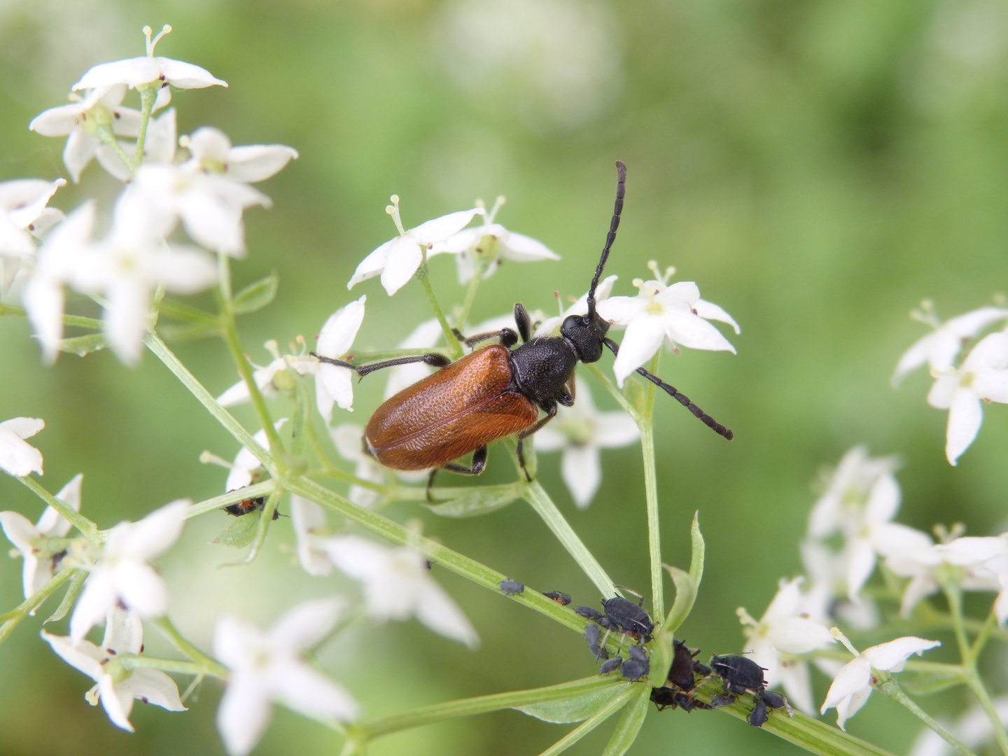 Kleiner Halsbock (Pseudovadonia livida)