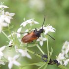 Kleiner Halsbock (Pseudovadonia livida)