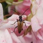 Kleiner Halsbock (Pseudovadonia livida)