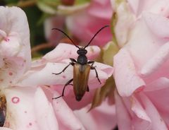 Kleiner Halsbock (Pseudovadonia livida)