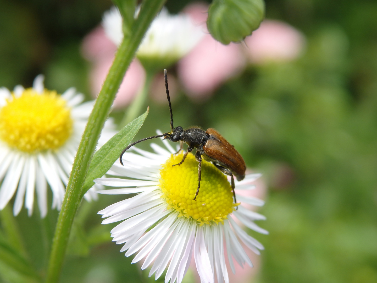 Kleiner Halsbock (Pseudovadonia livida)