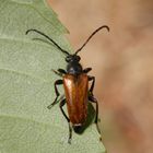 Kleiner Halsbock (Pseudovadonia livida)