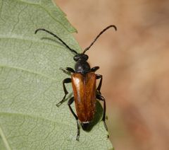 Kleiner Halsbock (Pseudovadonia livida)