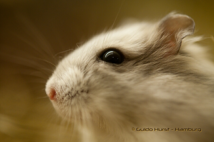 Kleiner Hamster ganz groß