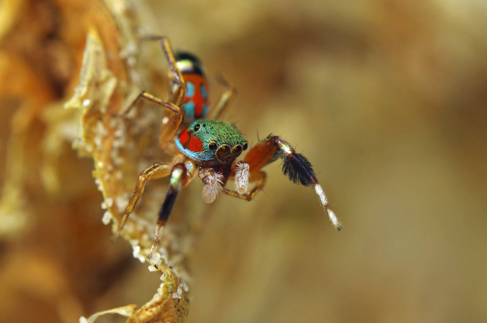 Kleiner Harlekin