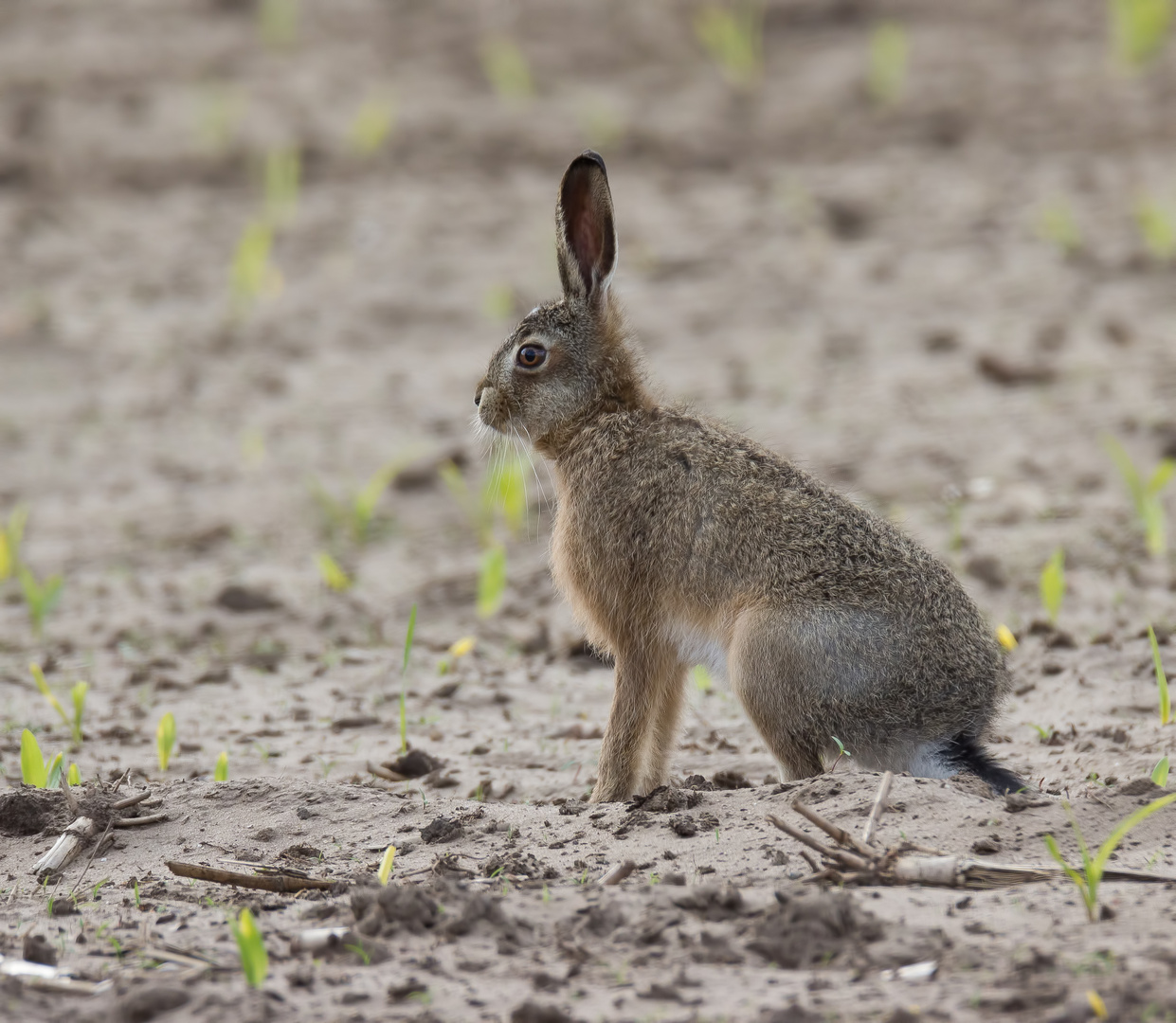 Kleiner Hase ...