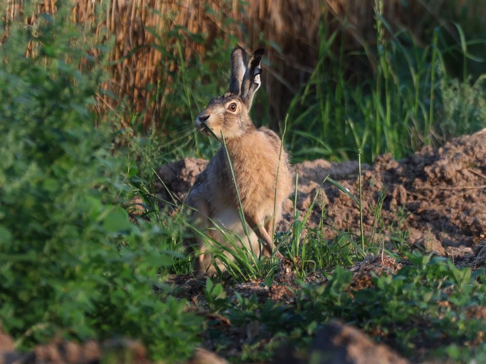 Kleiner Hase