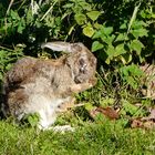 Kleiner Hase bei der Körperpflege