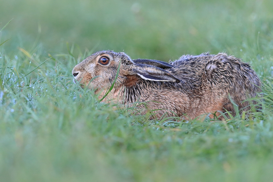 Kleiner Hase nach dem Regen