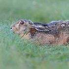 Kleiner Hase nach dem Regen