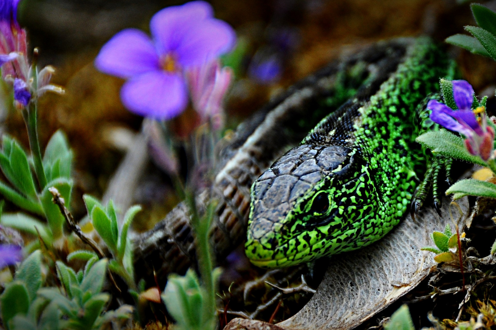 kleiner Hausdrache oder der Dino aus dem Garten