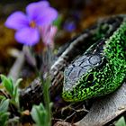 kleiner Hausdrache oder der Dino aus dem Garten