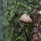 Kleiner Helmling, großer Baum