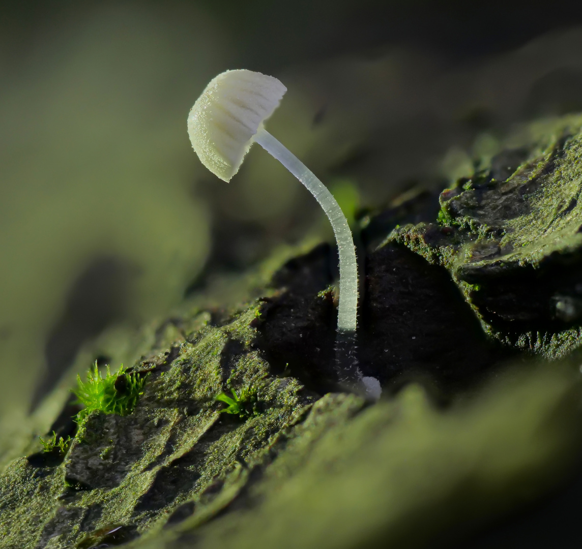 Kleiner Helmling, Mycena (Mycena spec )