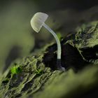 Kleiner Helmling, Mycena (Mycena spec )