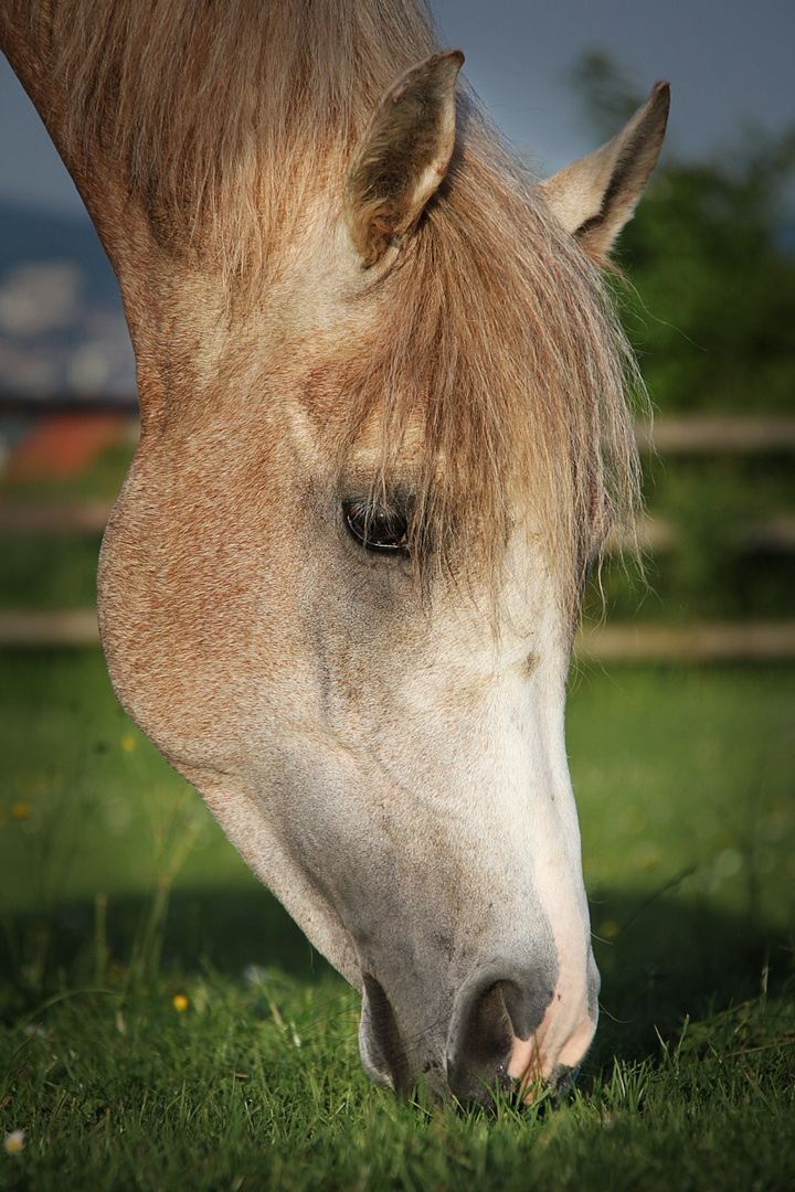 Kleiner Hengst