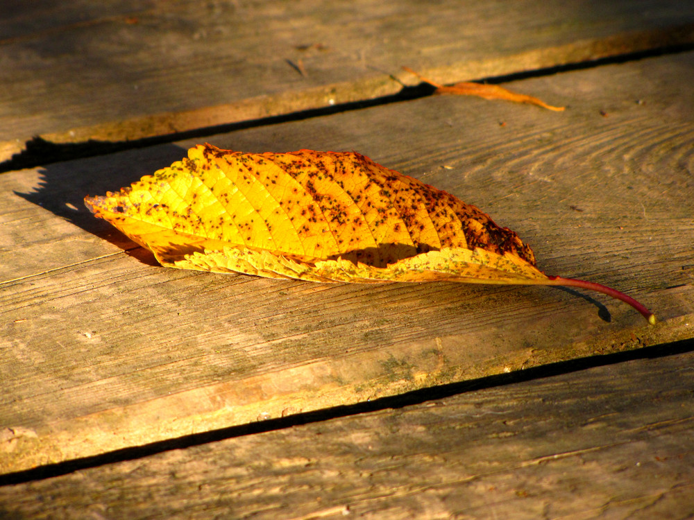 Kleiner Herbstbote