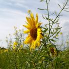 Kleiner Herbstgruß