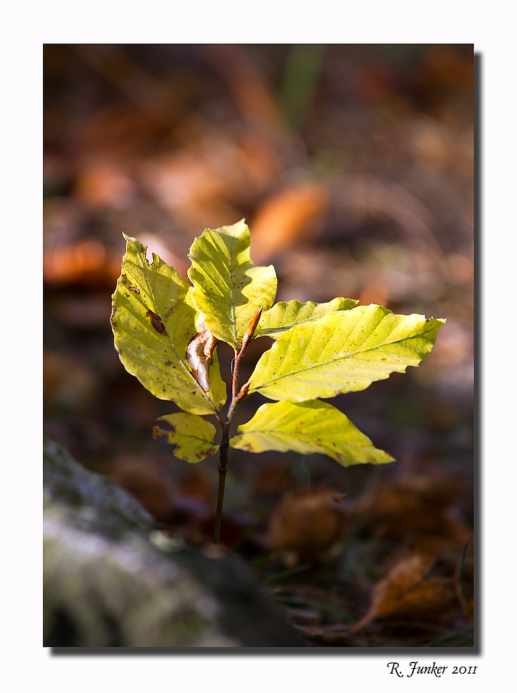 kleiner Herbstgruß