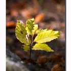 kleiner Herbstgruß