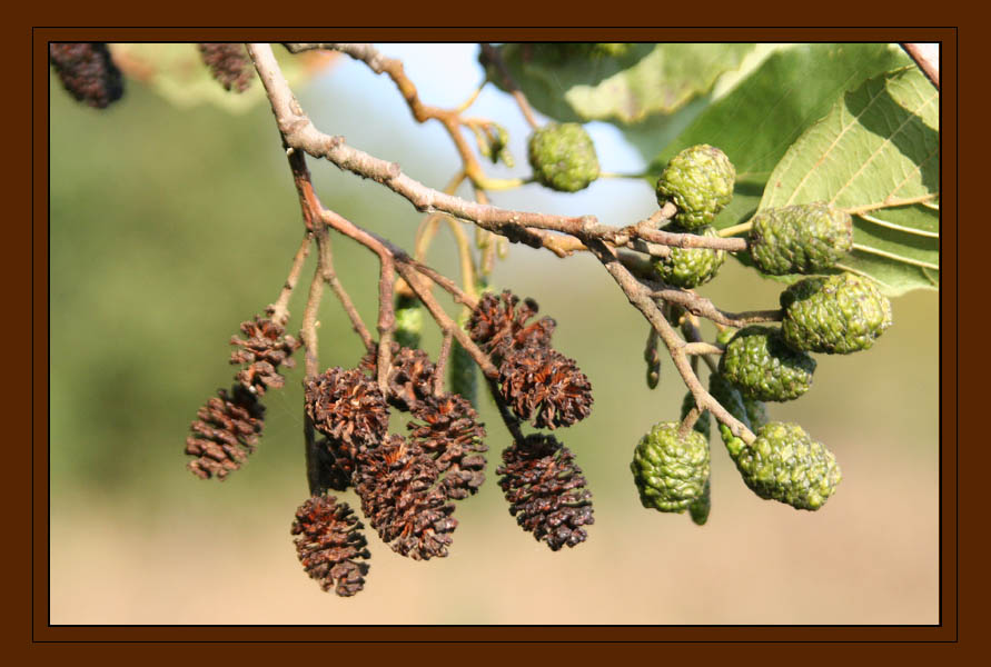 kleiner Herbstgruss Euch allen