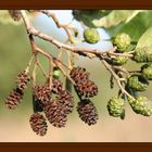 kleiner Herbstgruss Euch allen