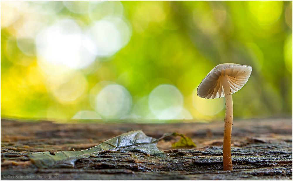 kleiner Herbstpilz