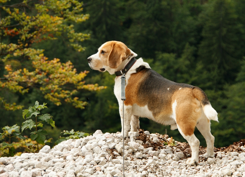 kleiner Herbstspaziergang mit Benjamin