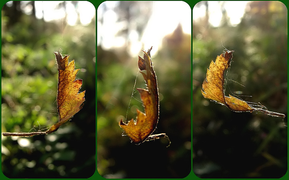 Kleiner Herbsttanz...