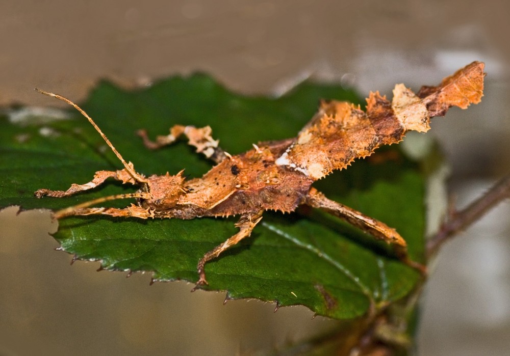 kleiner Heteropteryx dilatata