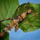 kleiner Heteropteryx dilatata - männlich