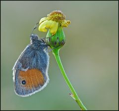 Kleiner Heufalter