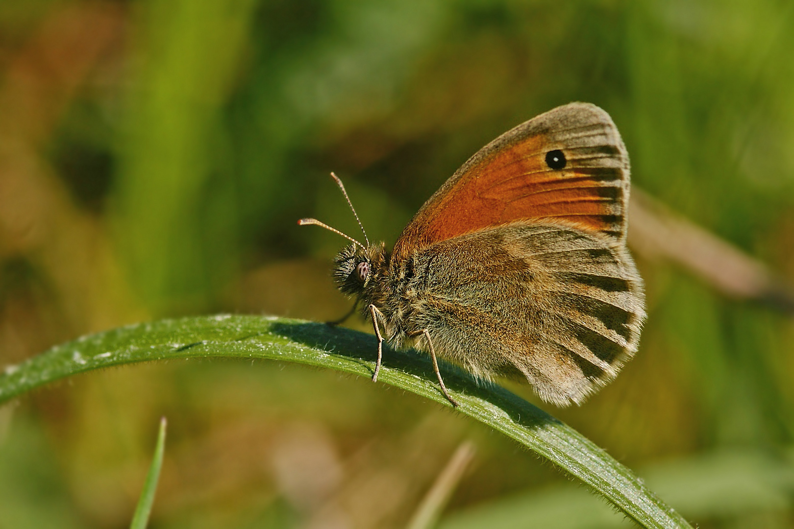 Kleiner Heufalter bzw. Kleines Wiesenvögelchen (Coenonympha pamphilus)