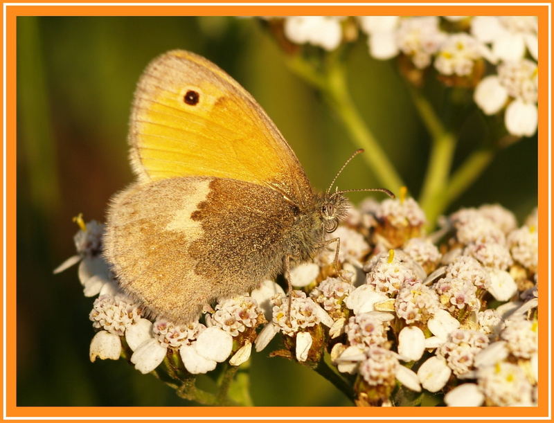 Kleiner Heufalter (Coenonympha Pamphilius)