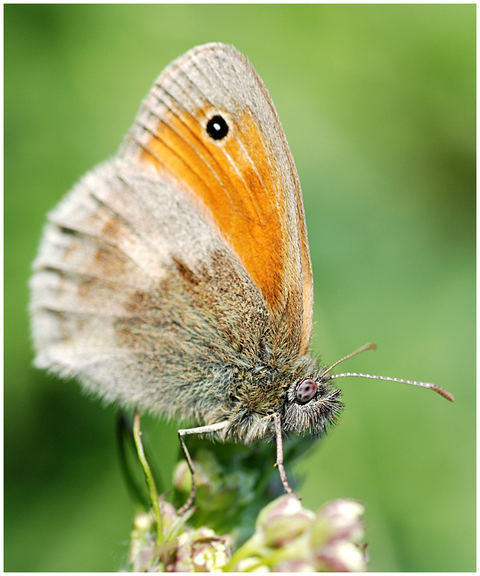 Kleiner Heufalter (Coenonympha pamphilus)