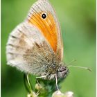 Kleiner Heufalter (Coenonympha pamphilus)