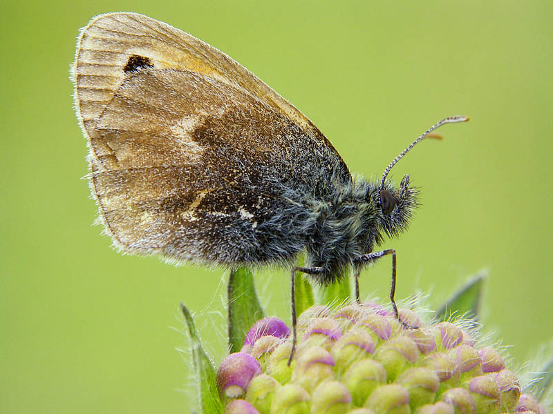 Kleiner Heufalter (Coenonympha pamphilus)