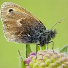 Kleiner Heufalter (Coenonympha pamphilus)