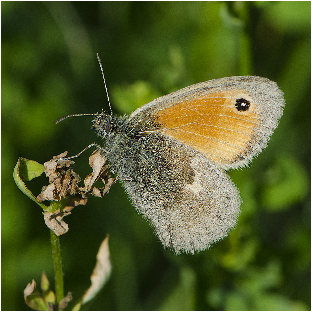 Kleiner Heufalter - Coenonympha pamphilus