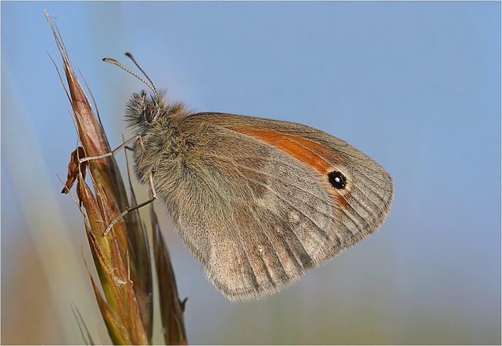 Kleiner Heufalter (Coenonympha pamphilus)