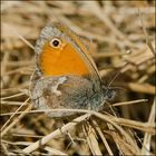 Kleiner Heufalter - Coenonympha pamphilus