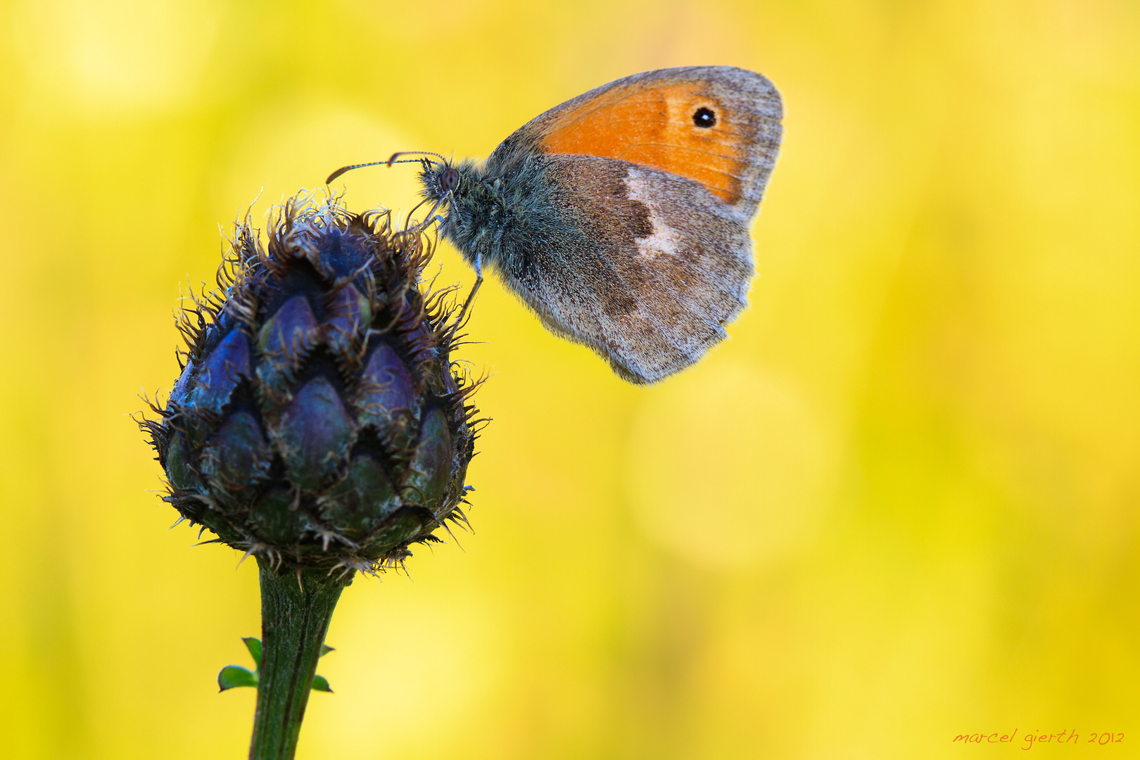 Kleiner Heufalter - Coenonympha pamphilus