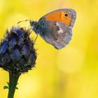 Kleiner Heufalter - Coenonympha pamphilus