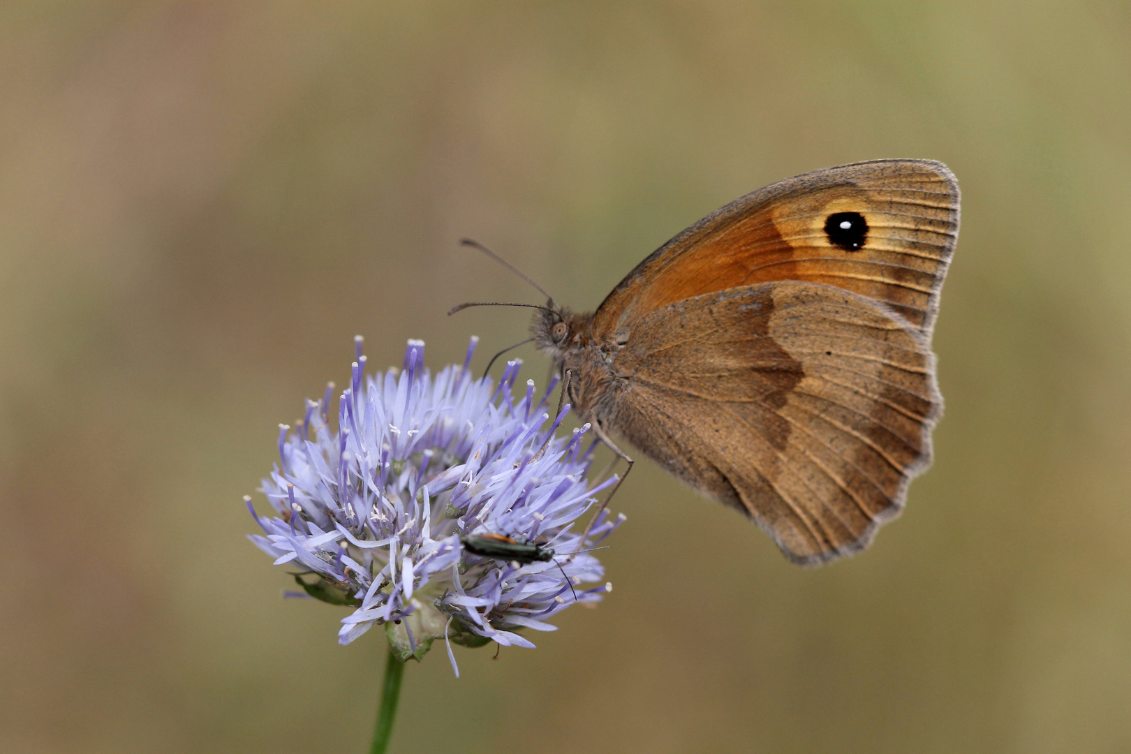 Kleiner Heufalter - Coenonympha pamphilus