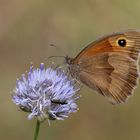 Kleiner Heufalter - Coenonympha pamphilus