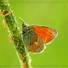 Kleiner Heufalter - Coenonympha pamphilus